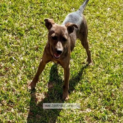 Photo 1/1 cutter Dog lost in Rockford
