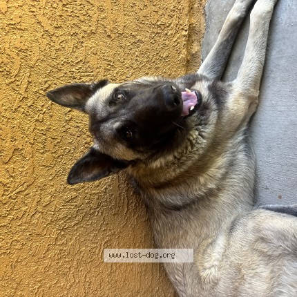 Photo 1/1 Reunited dog Found in Palmdale