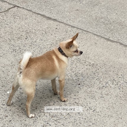 Photo 1/1 Found dog Found in Snellville