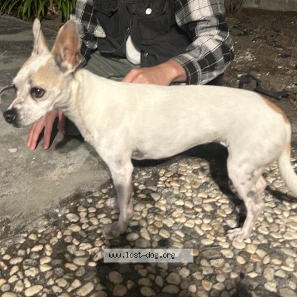 Photo 1/1 Found dog Found in Fremont