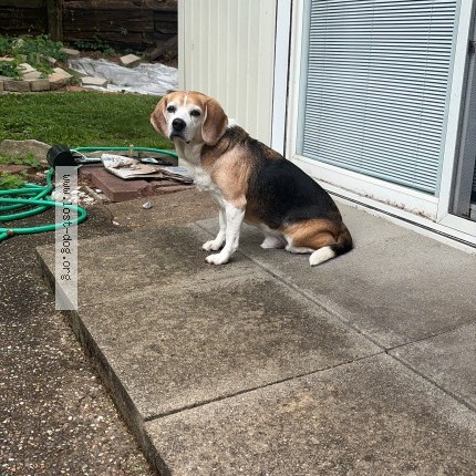 Photo 1/1 Leo Sgroi Dog lost in Evansville