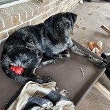 oaklee