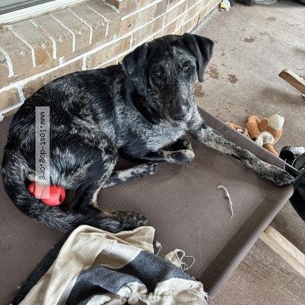 Photo 1/1 oaklee Dog lost in Conroe