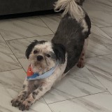 Chapo