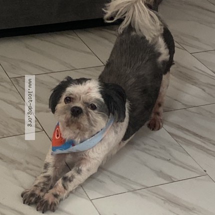 Photo 1/1 Chapo Dog lost in San Francisco