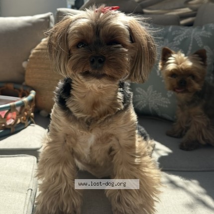 Photo 1/1 Reunited dog Lost in Calgary