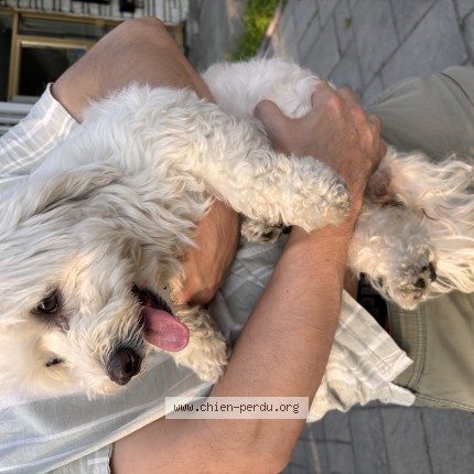 Photo 1/1 Reunited dog Found in Montreal