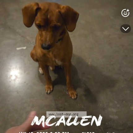 Photo 1/1 Bailey Ray Dog lost in Mcallen