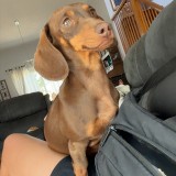 Suki