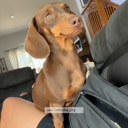 Photo 1/1 Suki Dog lost in Thornton