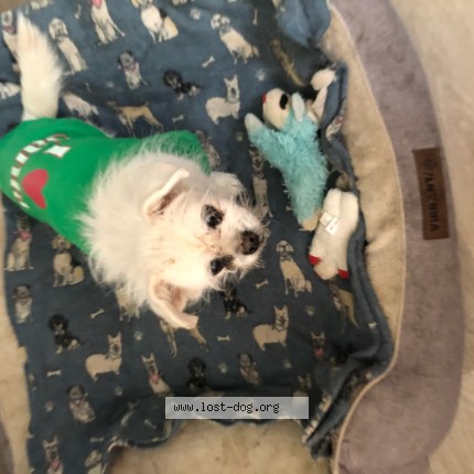 Photo 1/1 Reunited dog Lost in Bloomington