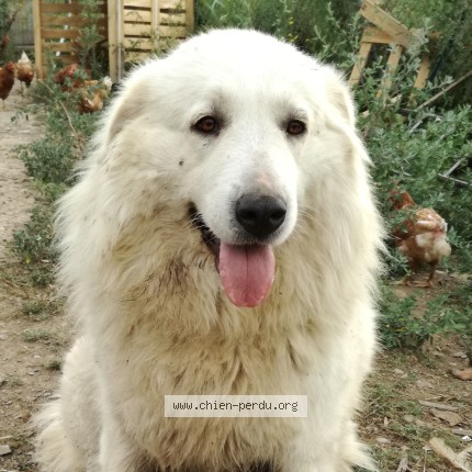 Photo of a dog found in Bouleternere
