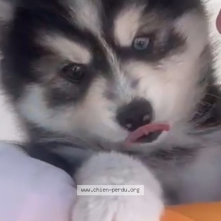 Photo of a dog found in Seynod