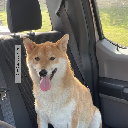 Photo 1/1 Found dog Found in Carrollton