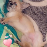 simba