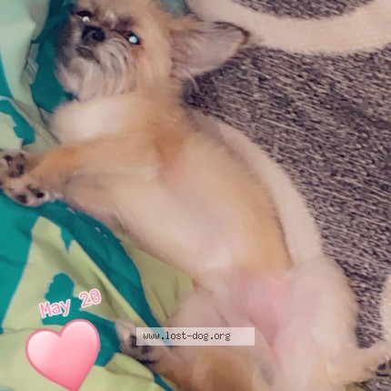 Photo 1/1 Reunited dog Lost in Chicago