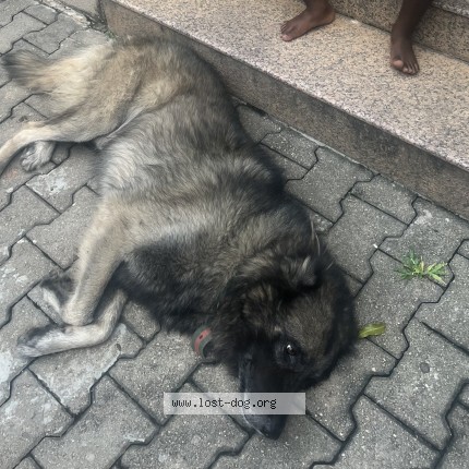 Photo 1/1 Pablo Dog lost in Abuja