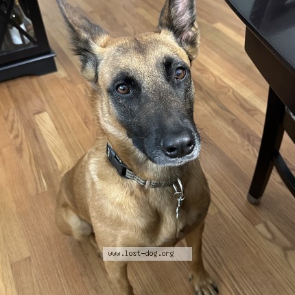 Photo 1/1 Reunited dog Lost in Durham
