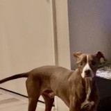 piero