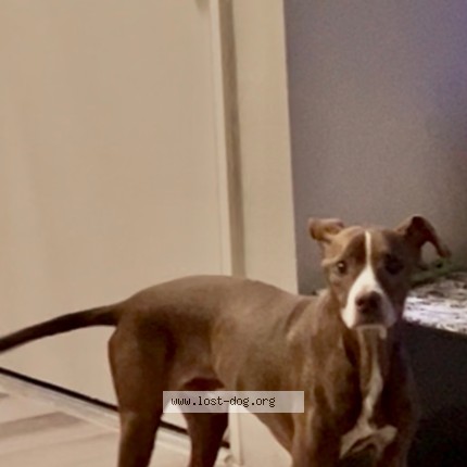 Photo 1/1 piero Dog lost in Riverside