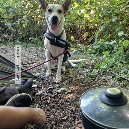 Foto 1/1 roy Hond vermist in Mons