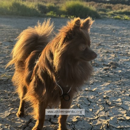 Photo of a dog found in Villeneuve Les Maguelone