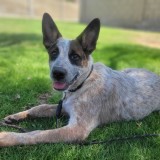 Mel