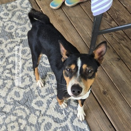 Photo 1/1 Found dog Found in Vancleave