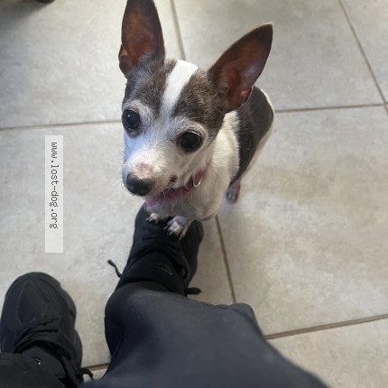 Photo 1/1 Melly Dog lost in Indianapolis