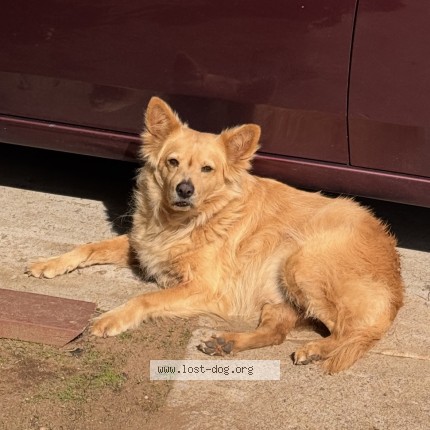 Photo 1/1 Tucker Dog lost in Imperial Beach