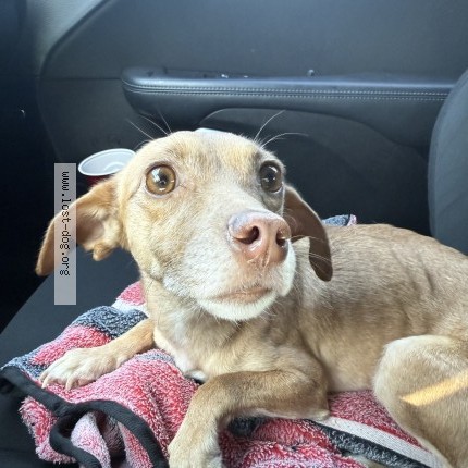 Photo 1/1 angel Dog lost in Goodyear