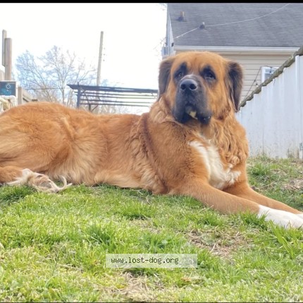 Photo 1/1 Luna Dog lost in Danville