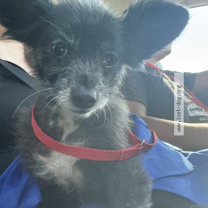 Photo 1/1 Found dog Found in Redlands