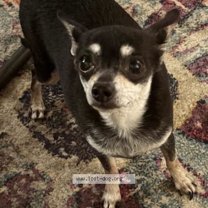 Photo 1/1 Towda Dog lost in Live Oak