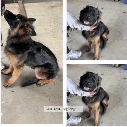 Photo 1/1 roxy Dog lost in Redesdale