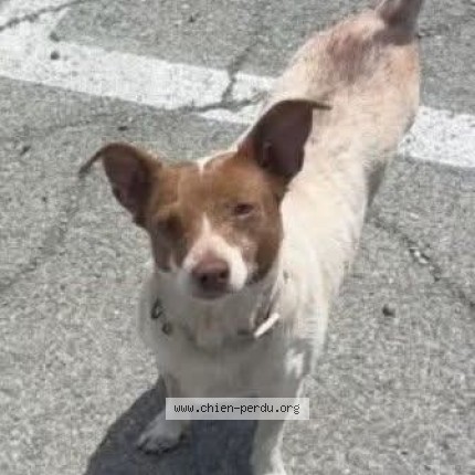 Photo 1/1 diesel Dog lost in Antioch