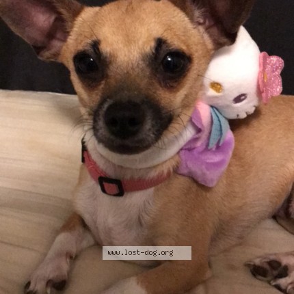 Photo 1/1 Nkaug Txu Dog lost in Maplewood