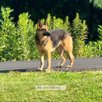 Photo 1/1 Found dog Found in Taylorsville