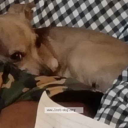 Photo 1/1 apollo Dog lost in Alvarado