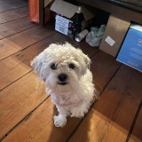 Milou