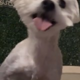 olaf