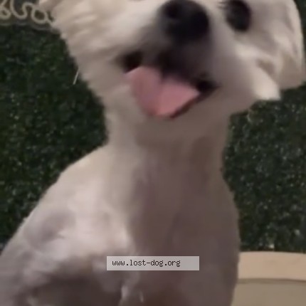 Photo 1/1 olaf Dog lost in San Fernando