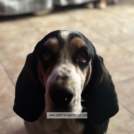Foto di cane ritrovato a Lo Barnechea