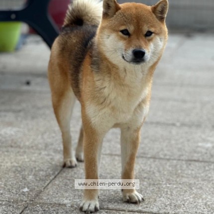 Photo of a dog found in Ciez