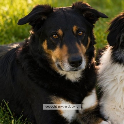 Photo of a dog found in Bellevigne