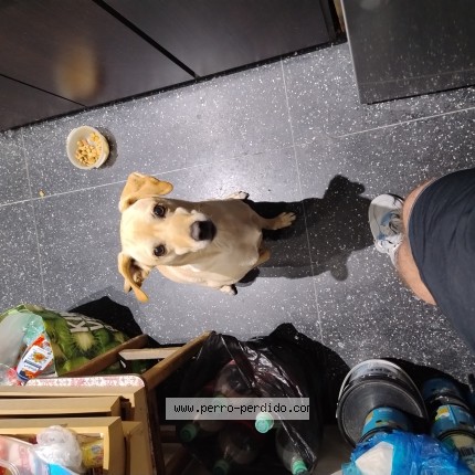 Photo of a dog found in Montevideo