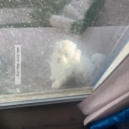 Photo 1/1 Toby Dog lost in Tucson