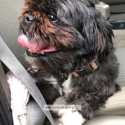 Photo 1/1 Reunited dog Found in Plainfield