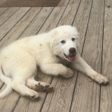 Teddy