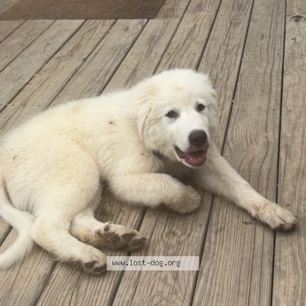 Photo 1/1 Teddy Dog lost in Walnut Hill